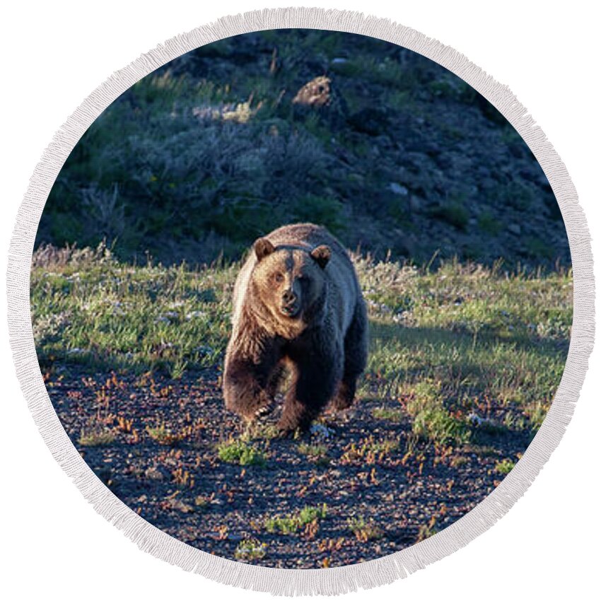 Grizzly Bear Round Beach Towel featuring the photograph Charging Grizzly by Mark Miller