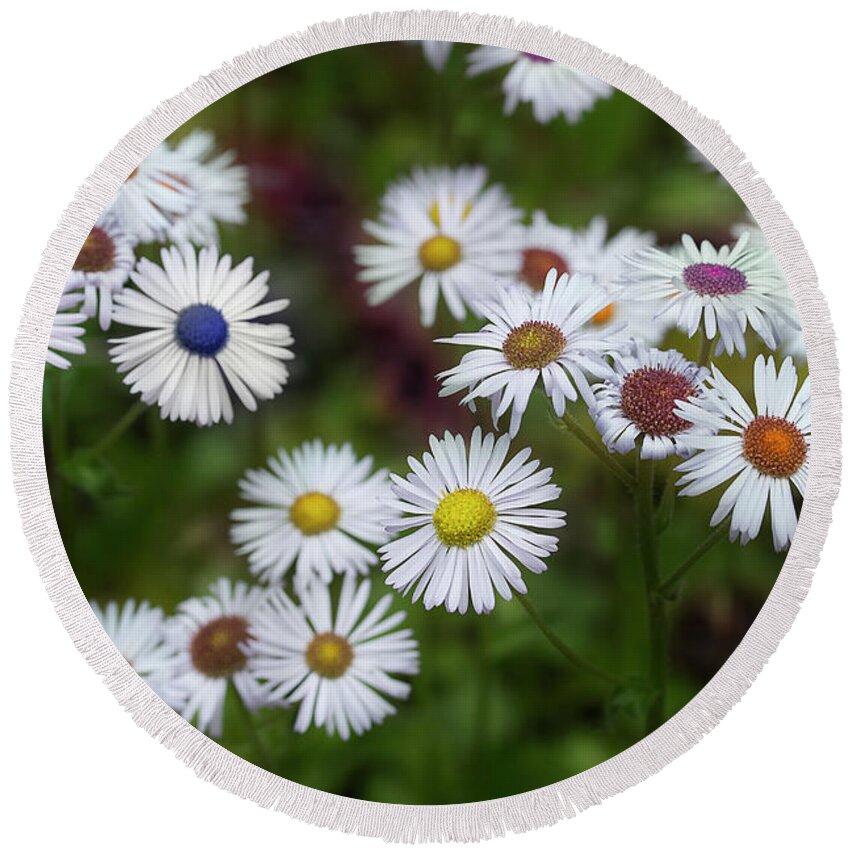 Daisy Round Beach Towel featuring the photograph Cheerful Spring by Mike Eingle