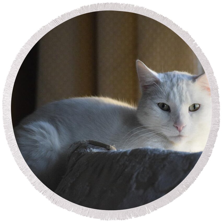 Cat Round Beach Towel featuring the photograph Cheese the cat by Pam Meoli