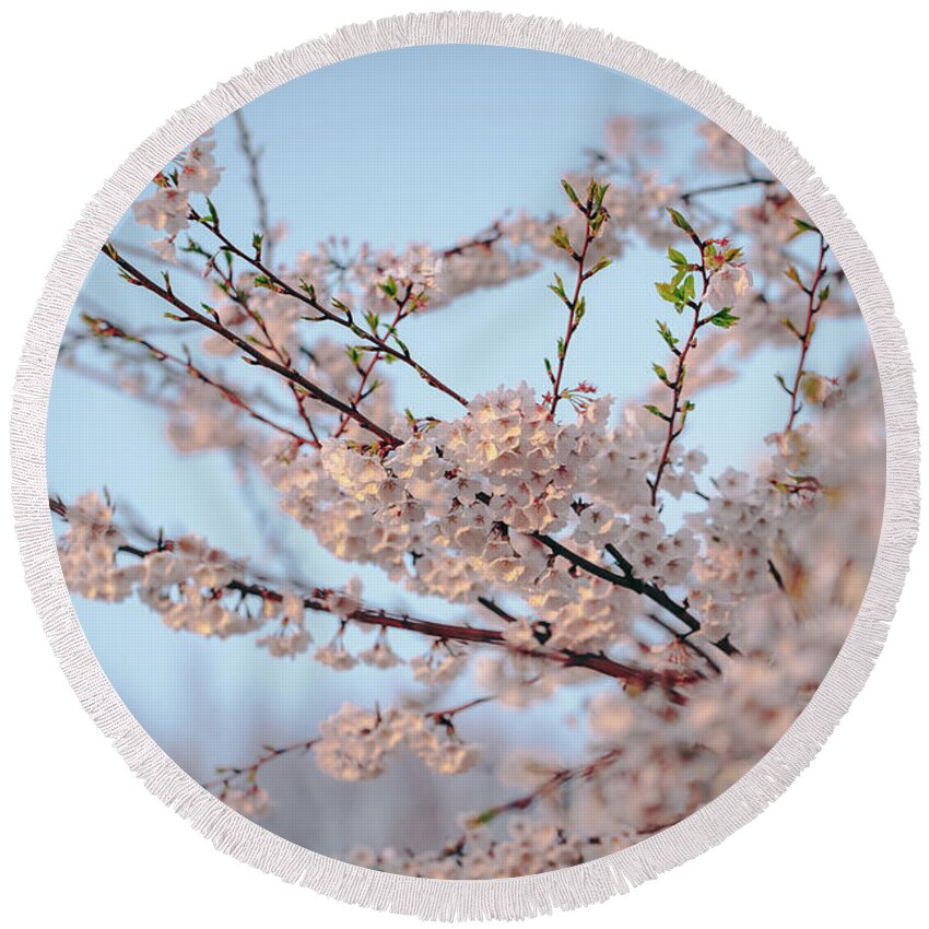 2014 Round Beach Towel featuring the photograph Cherry Blossoms by Amber Flowers