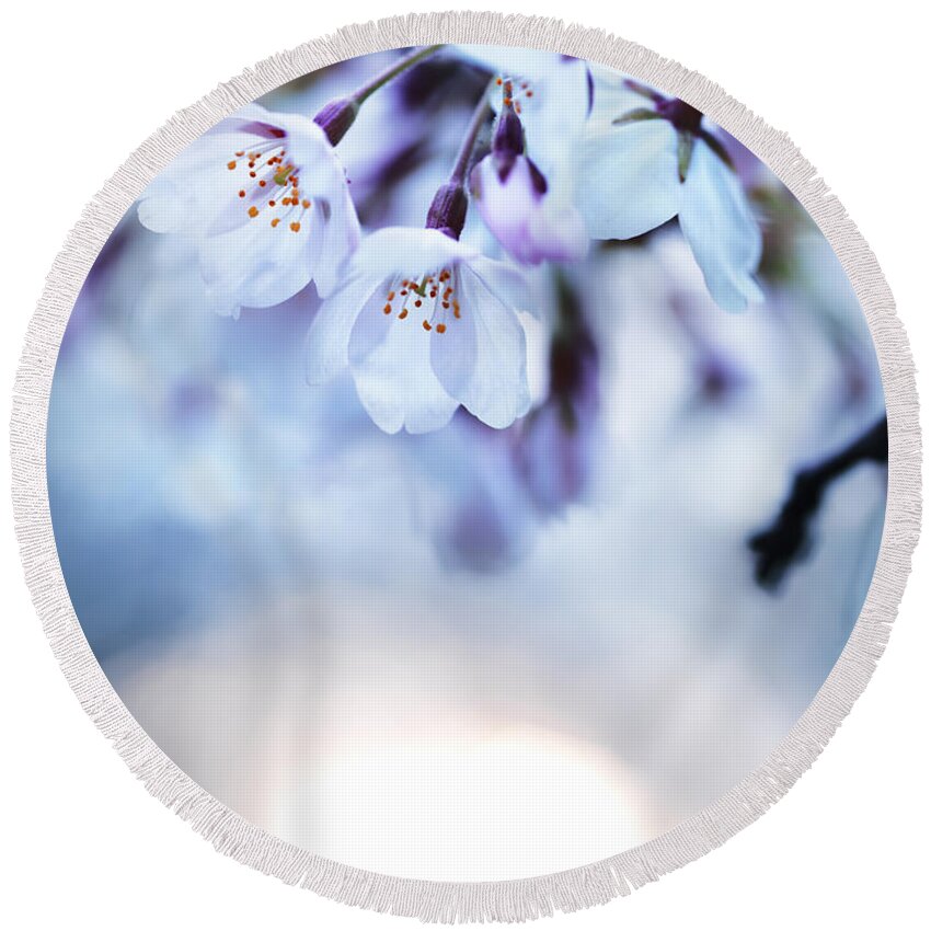 Blossom Round Beach Towel featuring the photograph Cherry tree blossoms in morning sunlight by Maxim Images Exquisite Prints