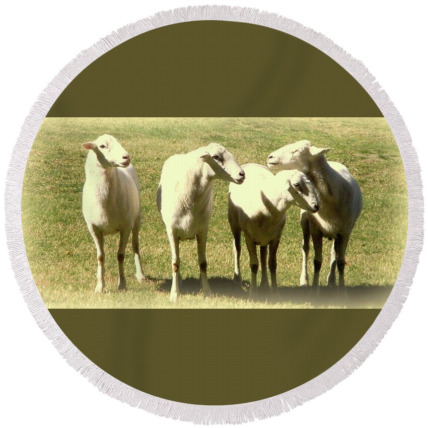Animals Round Beach Towel featuring the photograph Cheviot Sheep by Kathy Barney