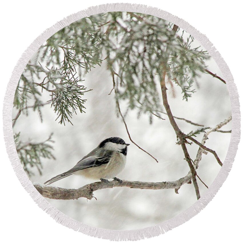 Chickadee Round Beach Towel featuring the photograph Chicadee in a Snow Storm by Paula Guttilla