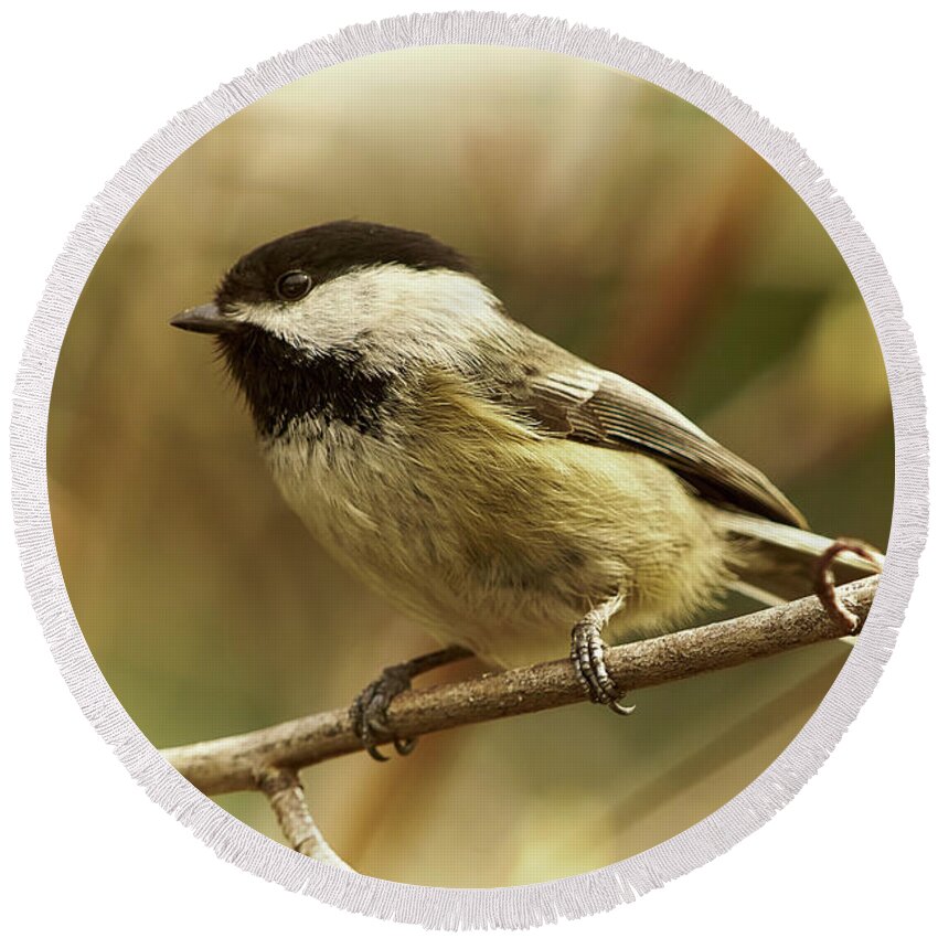 Bird Round Beach Towel featuring the photograph Chickadee by Loni Collins