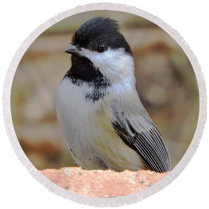 Chickadee Round Beach Towel featuring the photograph Chickadee's Winter Reverie by Tami Quigley