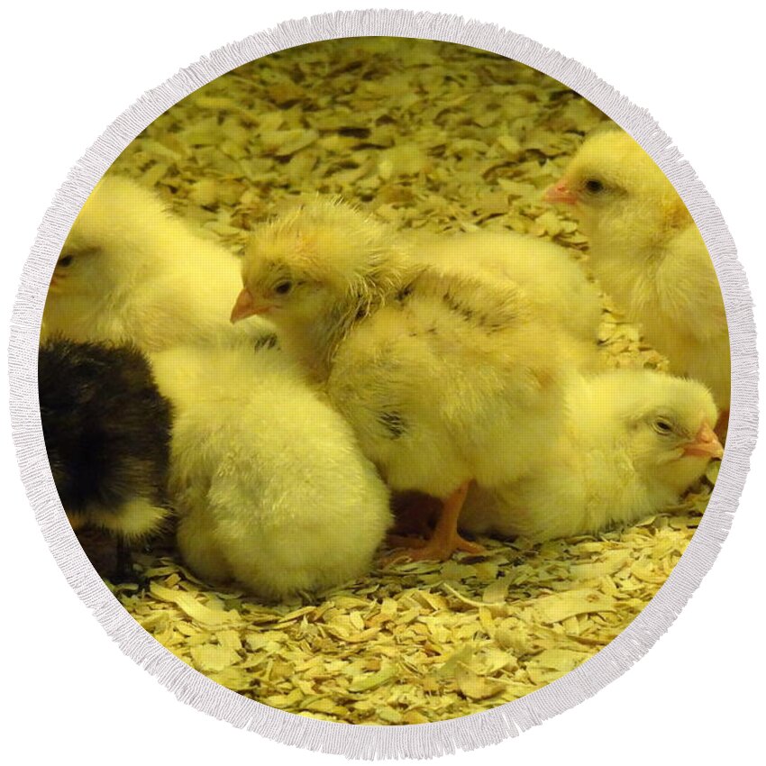 Baby Round Beach Towel featuring the photograph Chicks by Laurel Best