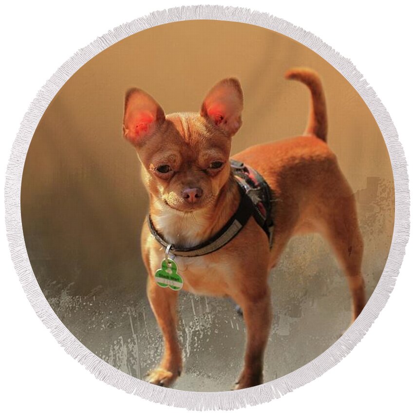 Chihuahua Round Beach Towel featuring the photograph Chihuahua by Eva Lechner