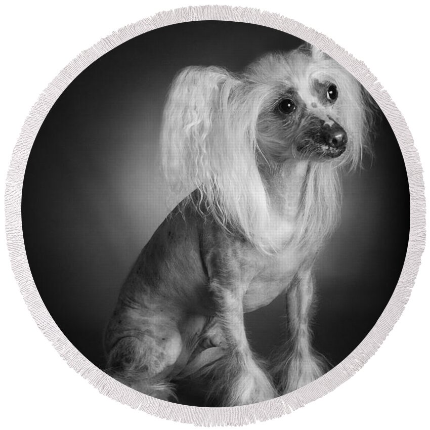 Dog Round Beach Towel featuring the photograph Chinese Crested - 03 by Larry Carr