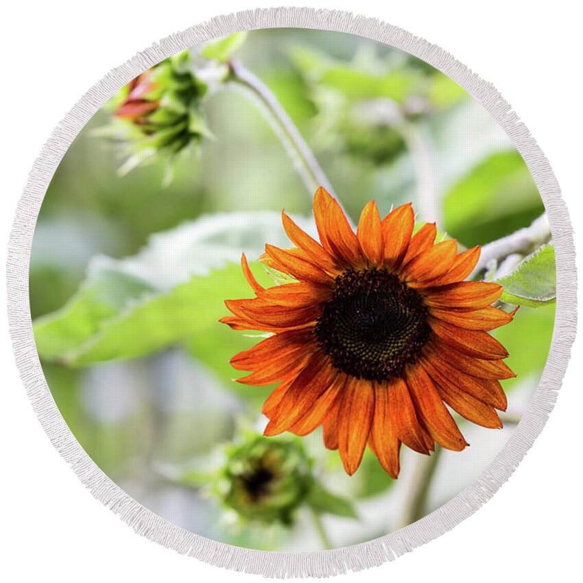 Sunflower Round Beach Towel featuring the photograph Chocolate Sunflower by Charles Hite