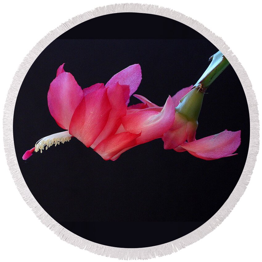 Christmas Round Beach Towel featuring the photograph Christmas Cactus on Black by Farol Tomson
