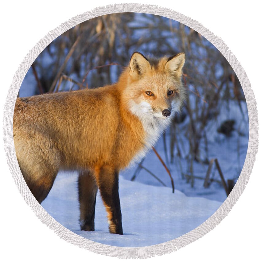 Animal Round Beach Towel featuring the photograph Christmas Fox by Mircea Costina Photography