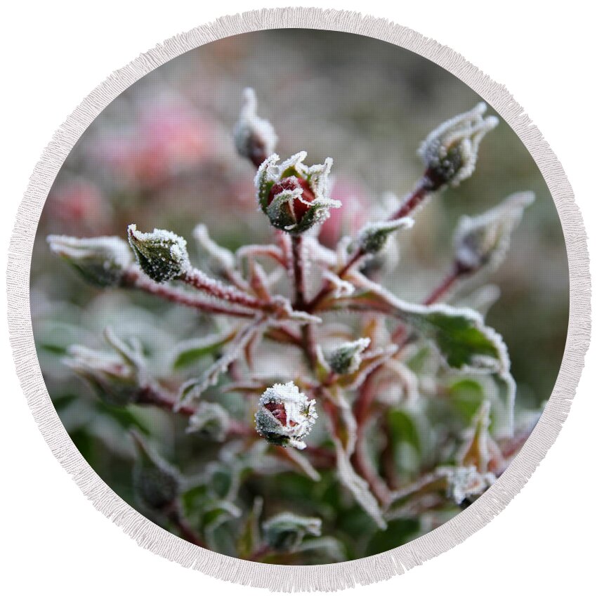 Plant Round Beach Towel featuring the photograph Christmas Miniature Rosebuds by KATIE Vigil