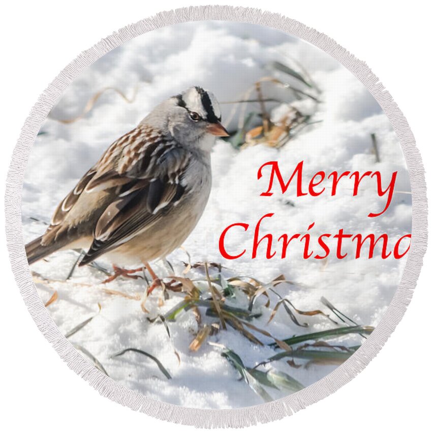 White-crowned Sparrow Round Beach Towel featuring the photograph Christmas Sparrow by Holden The Moment