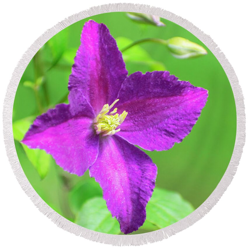 Clematis Round Beach Towel featuring the photograph Clematis Flower by Christina Rollo
