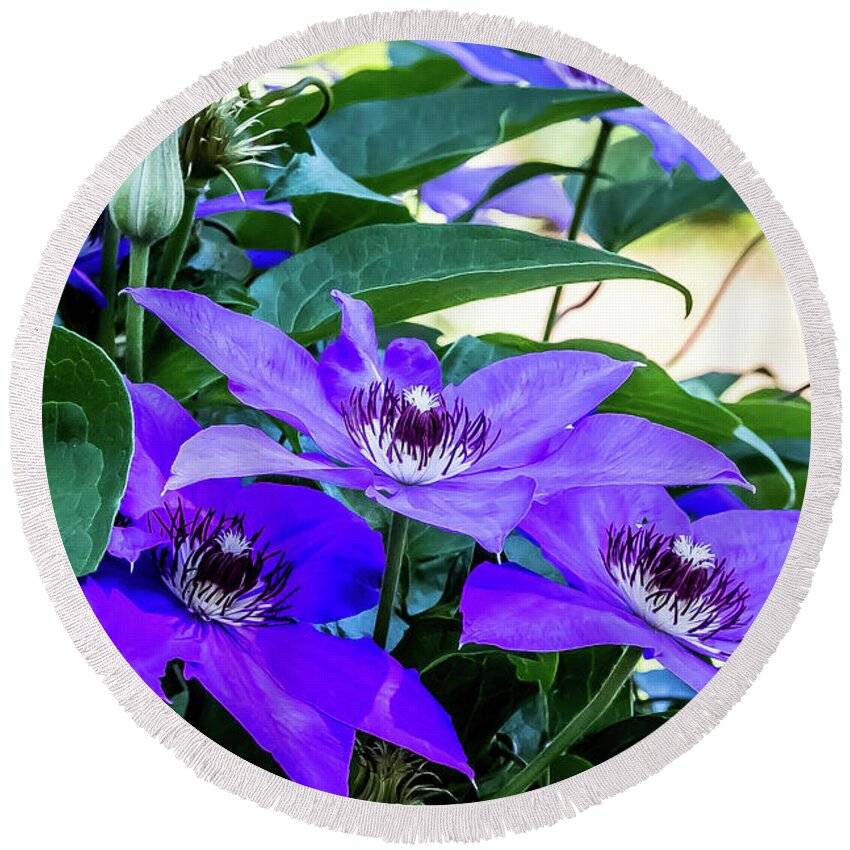 Flower Round Beach Towel featuring the digital art Clematis Magnificence by Ed Stines