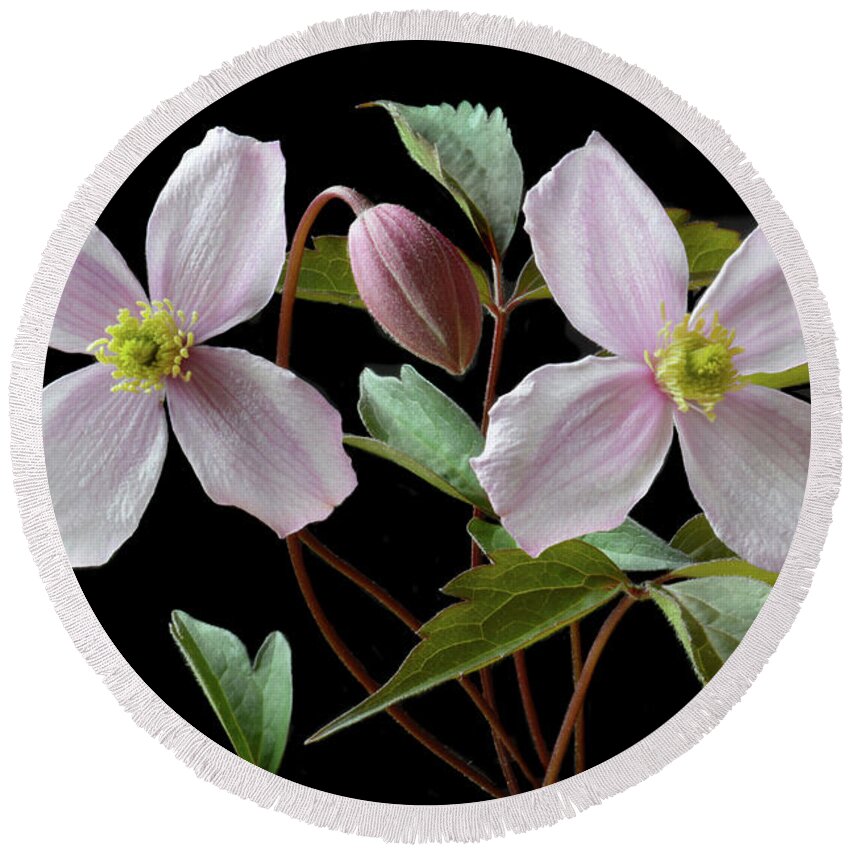 Clematis Flowers Round Beach Towel featuring the photograph Clematis Montana Rubens by Terence Davis