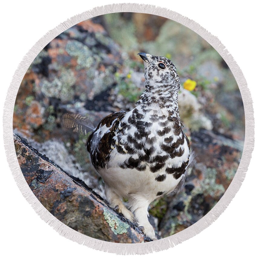 Ptarmigan Round Beach Towel featuring the photograph Cliffside Showoff by Tim Newton