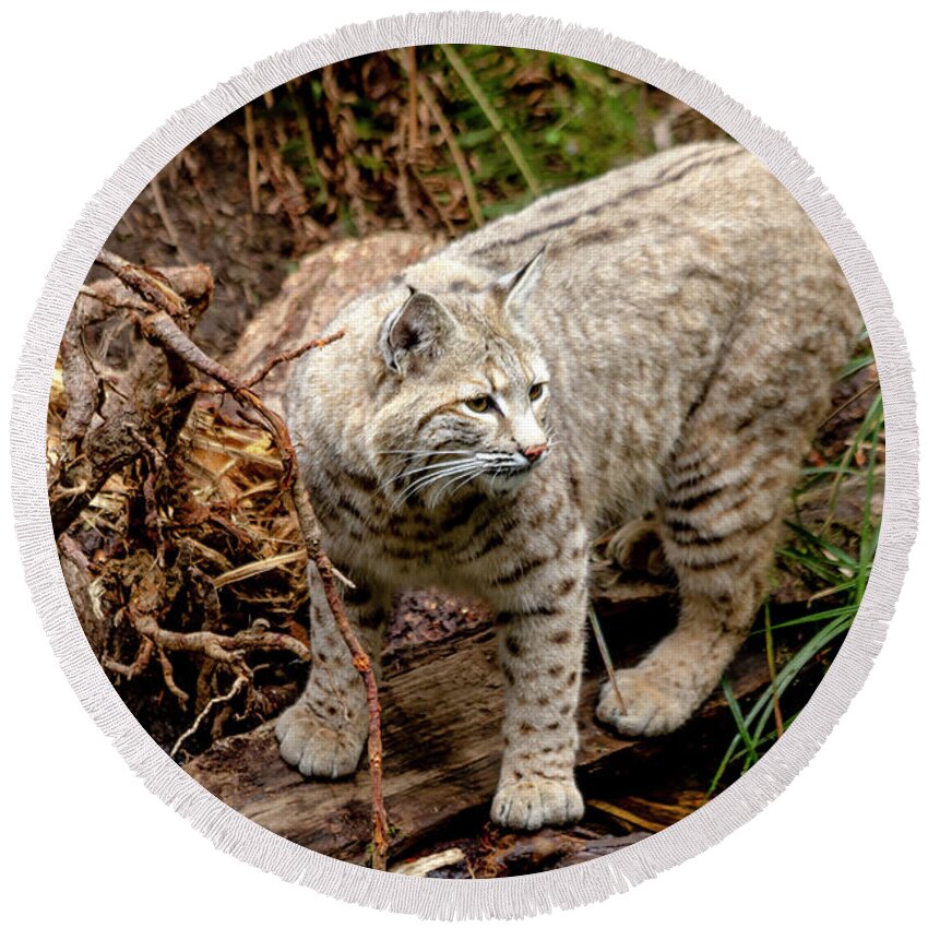 Animal Round Beach Towel featuring the photograph Close up of Wild Bobcat by Teri Virbickis
