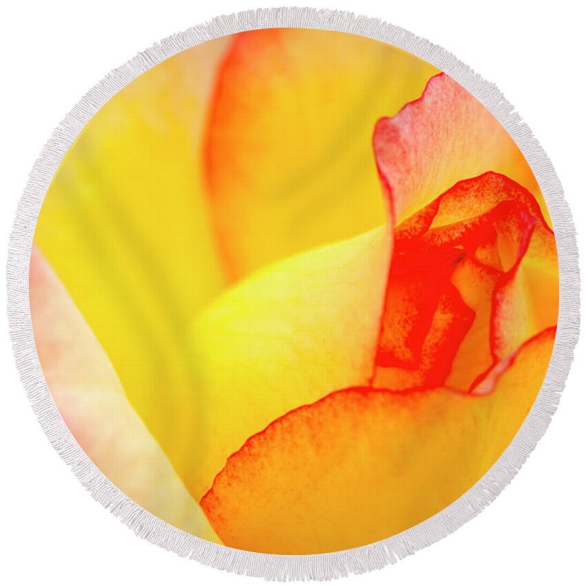 Valentine Round Beach Towel featuring the photograph Close up of Yellow and Pink Rose by Teri Virbickis