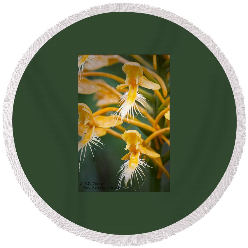 Yellow Round Beach Towel featuring the photograph Close-up of Yellow Fringed Orchid by Bob Decker