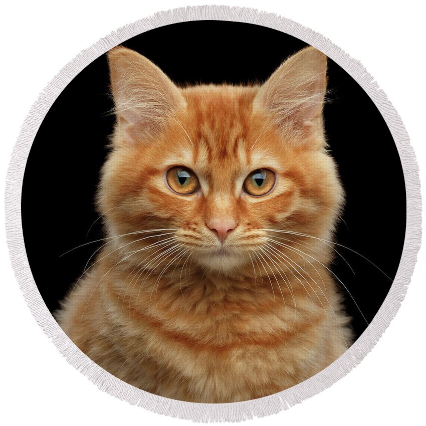 Close-up Round Beach Towel featuring the photograph Close-up Portrait of Ginger Kitty on Black by Sergey Taran