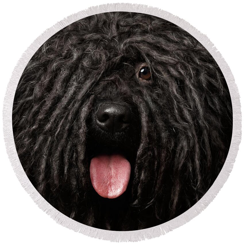 #faatoppicks Round Beach Towel featuring the photograph Close up Portrait of Puli Dog isolated on Black by Sergey Taran