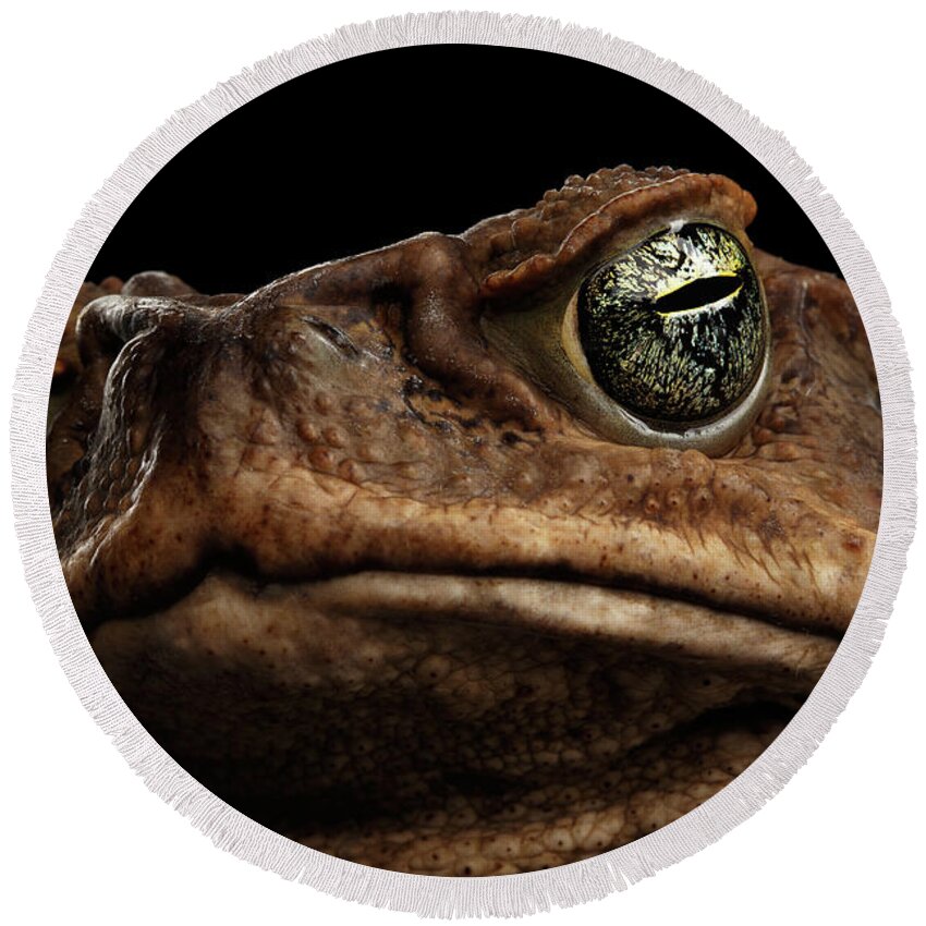 Toad Round Beach Towel featuring the photograph Closeup Cane Toad - Bufo marinus, giant neotropical or marine toad Isolated on Black Background by Sergey Taran