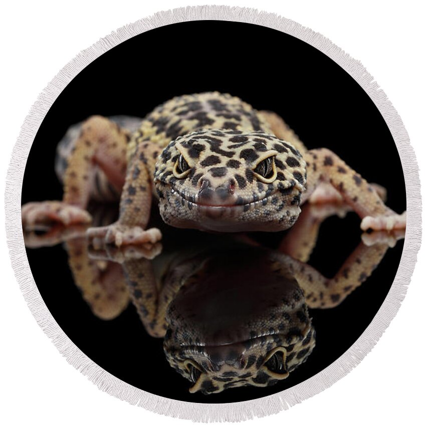 Closeup Round Beach Towel featuring the photograph Closeup Leopard Gecko Eublepharis macularius Isolated on Black Background, front view by Sergey Taran