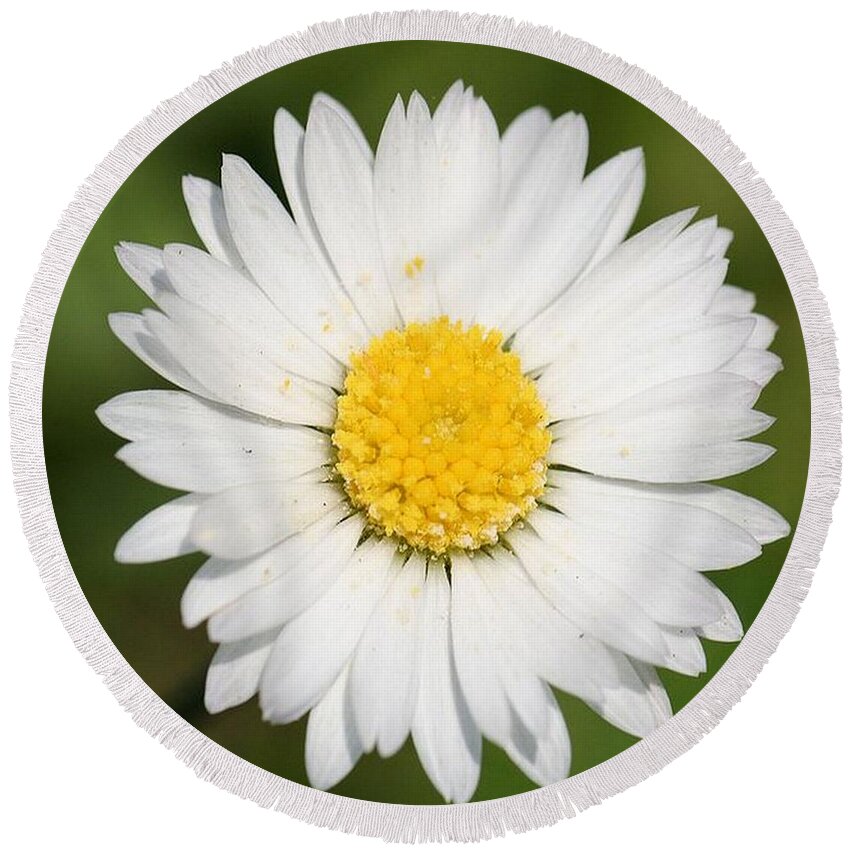 Common Daisy Round Beach Towel featuring the photograph Closeup of a Beautiful Yellow and White Daisy flower by Taiche Acrylic Art