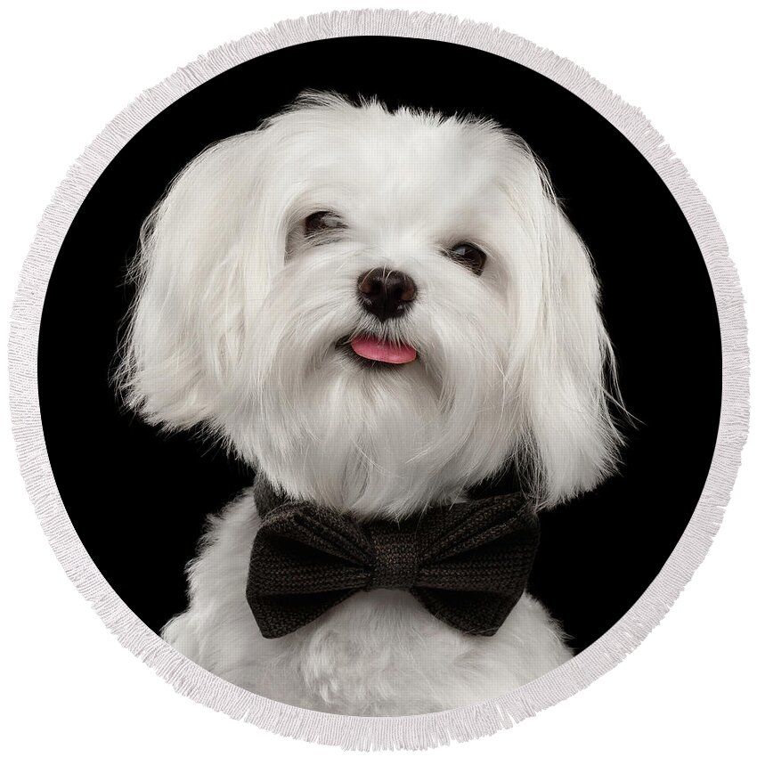 Maltese Round Beach Towel featuring the photograph Closeup Portrait of Happy White Maltese Dog with bow Looking in Camera isolated on Black background by Sergey Taran