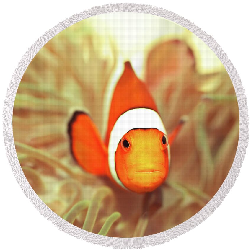 Fish Round Beach Towel featuring the photograph Clownfish by MotHaiBaPhoto Prints