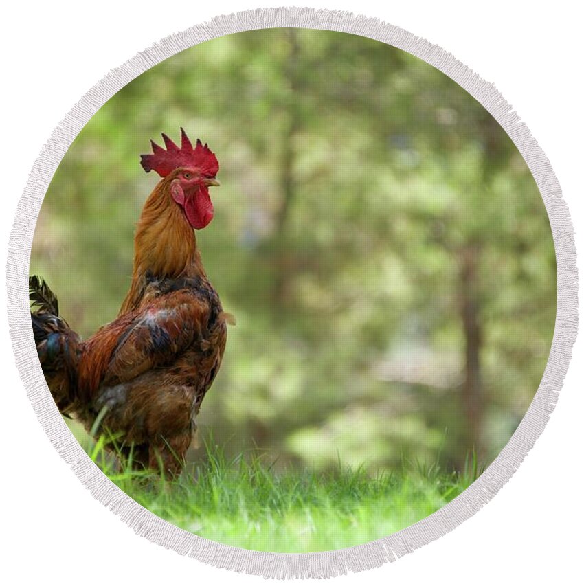 Bodrum Round Beach Towel featuring the photograph Cockerel in profile on grassy woodland bank by Ndp 