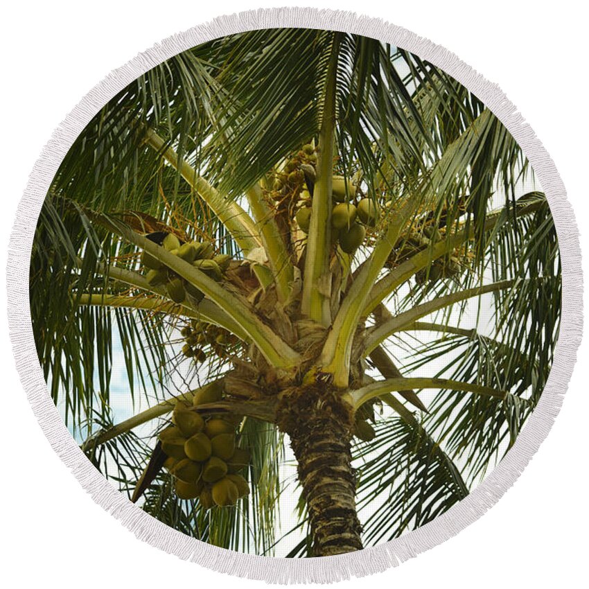 Coconut Palm Round Beach Towel featuring the photograph Coconut Palm by Frank Wilson