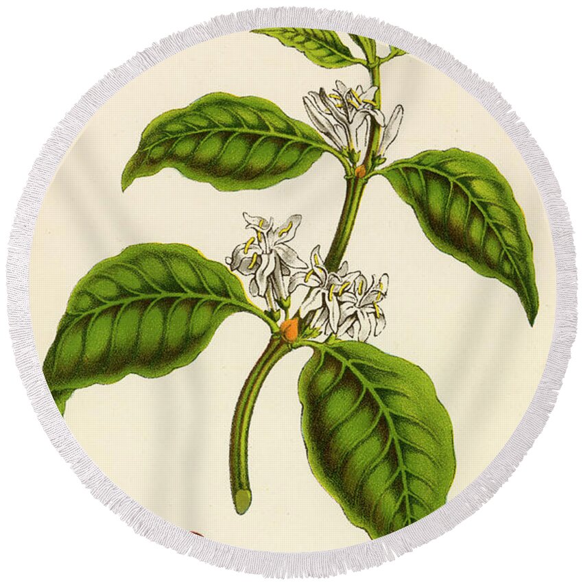 Coffee Plant Round Beach Towels