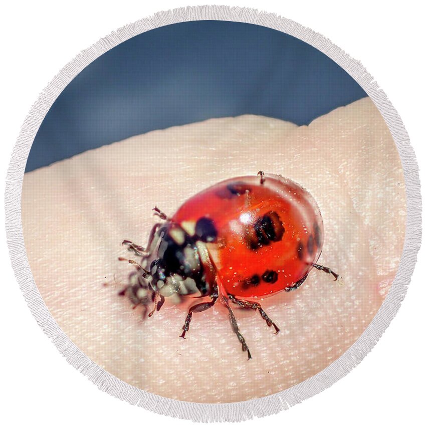 Coccinellidae Round Beach Towel featuring the photograph Coffee?? by Shawn Jeffries