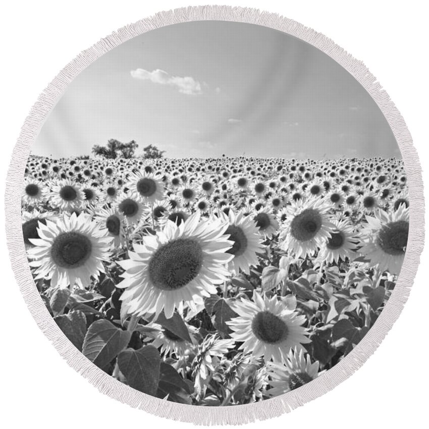 Newbury Round Beach Towel featuring the photograph Colby Farms Sunflower Field Newbury MA Black and White by Toby McGuire