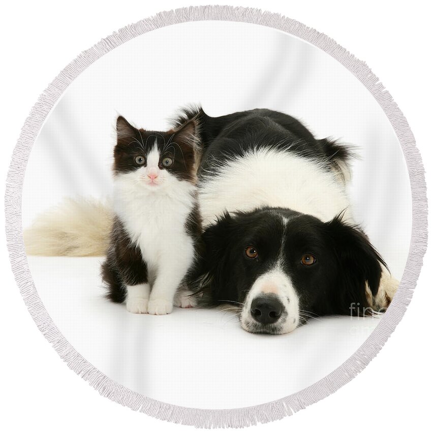 Border Collie Round Beach Towel featuring the photograph Collie Folly by Warren Photographic