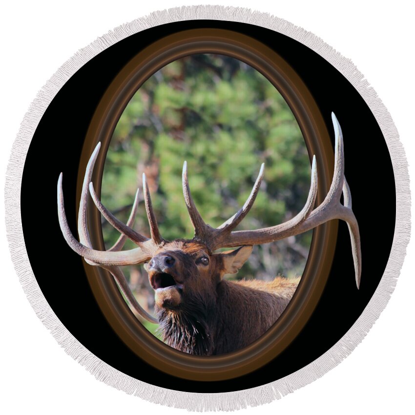 Bull Elk Round Beach Towel featuring the photograph Colorado Bull Elk by Shane Bechler