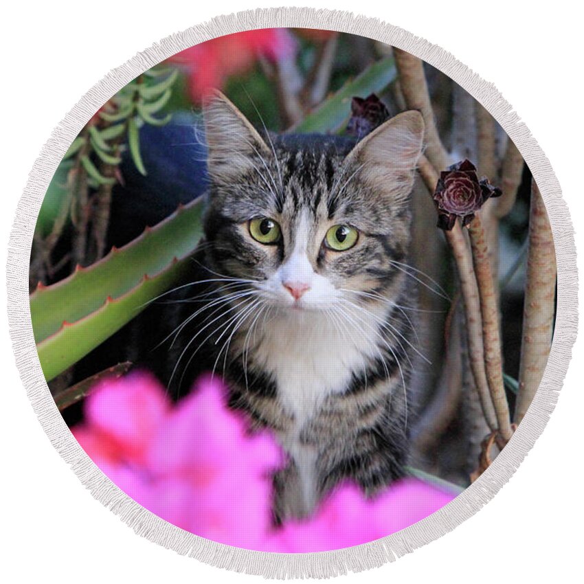 Cat Round Beach Towel featuring the photograph Colorful Kitty by Shoal Hollingsworth