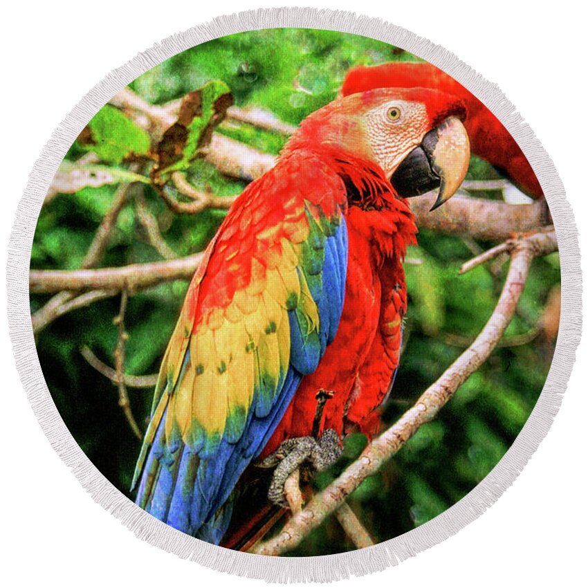 Macaw Round Beach Towel featuring the photograph Colorful Macaw by Roy Pedersen
