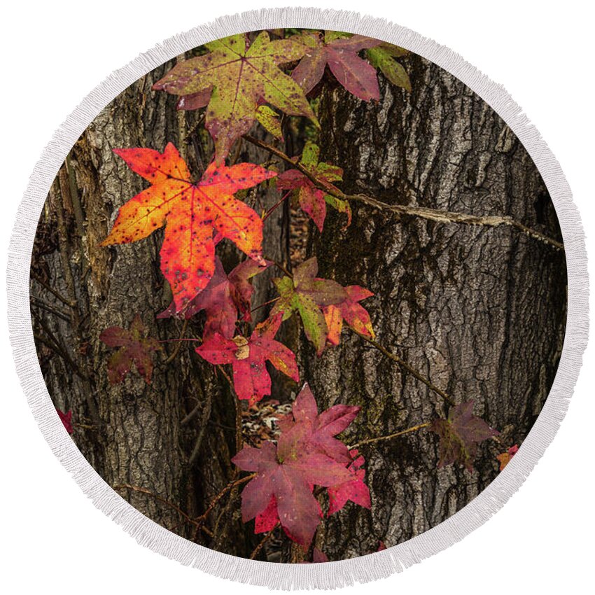 Fall Round Beach Towel featuring the photograph Colors Of Fall by Randall Evans