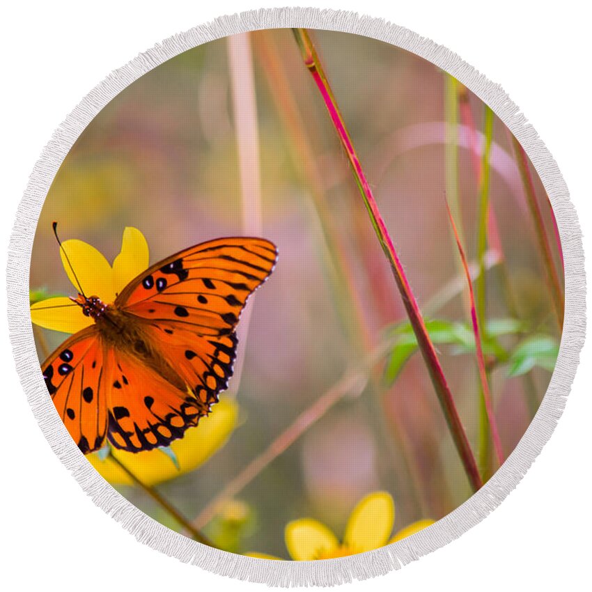 Butterfly Round Beach Towel featuring the photograph Colors of Summer by Parker Cunningham