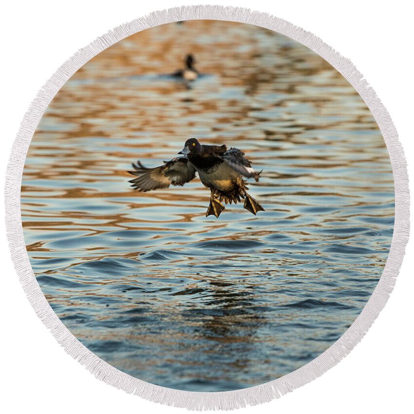 Duck Round Beach Towel featuring the photograph Coming in hot by Jason Hughes