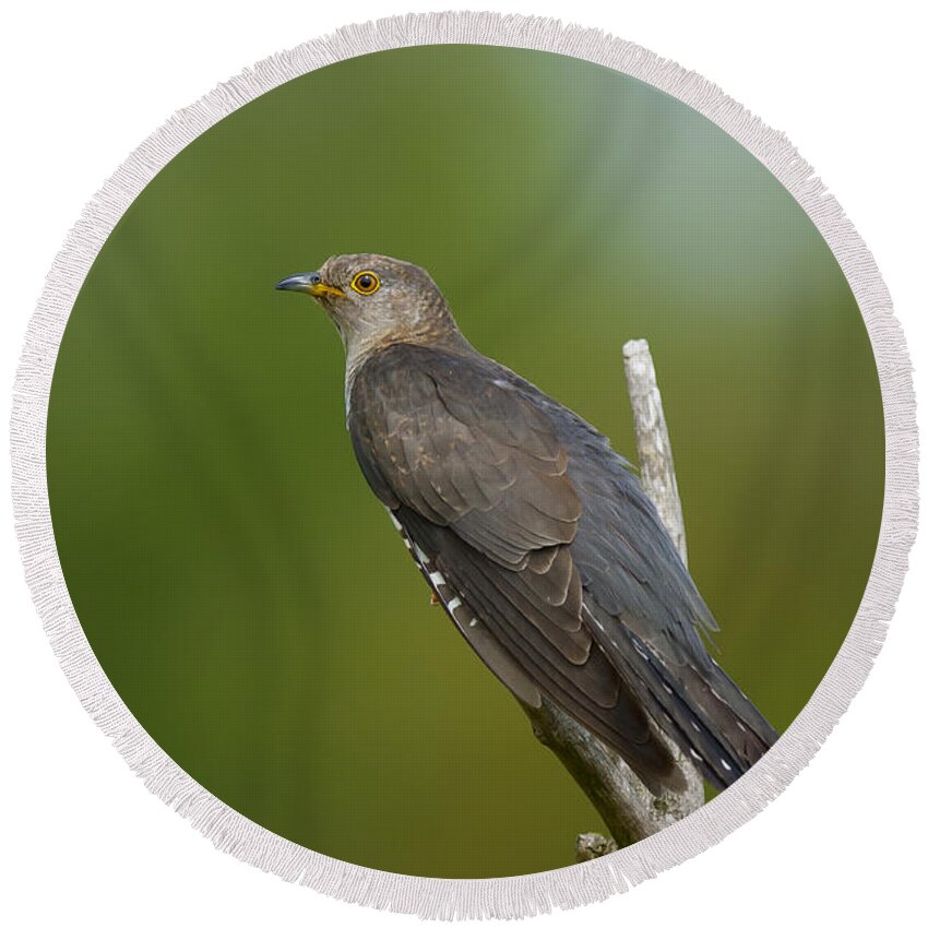 Common Cuckoo Round Beach Towel featuring the photograph Common Cuckoo by Steen Drozd Lund
