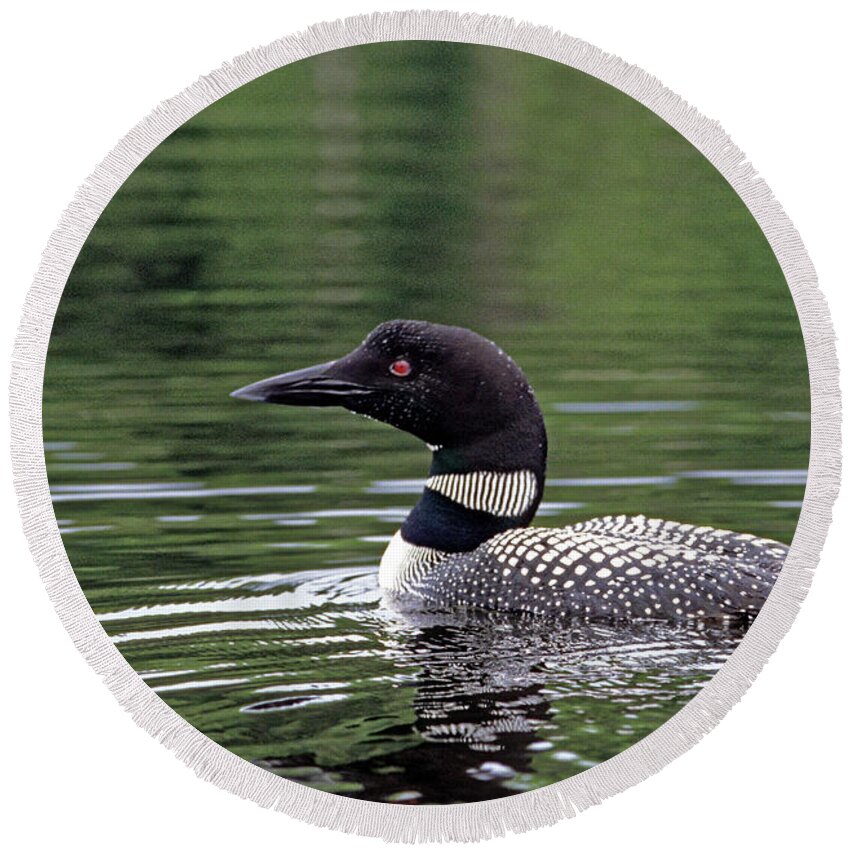 Common Loon Round Beach Towel featuring the photograph Common Loon by Kevin Shields