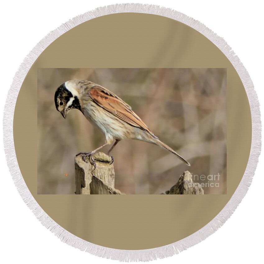 Bird Round Beach Towel featuring the photograph Common Reed Bunting by Baggieoldboy