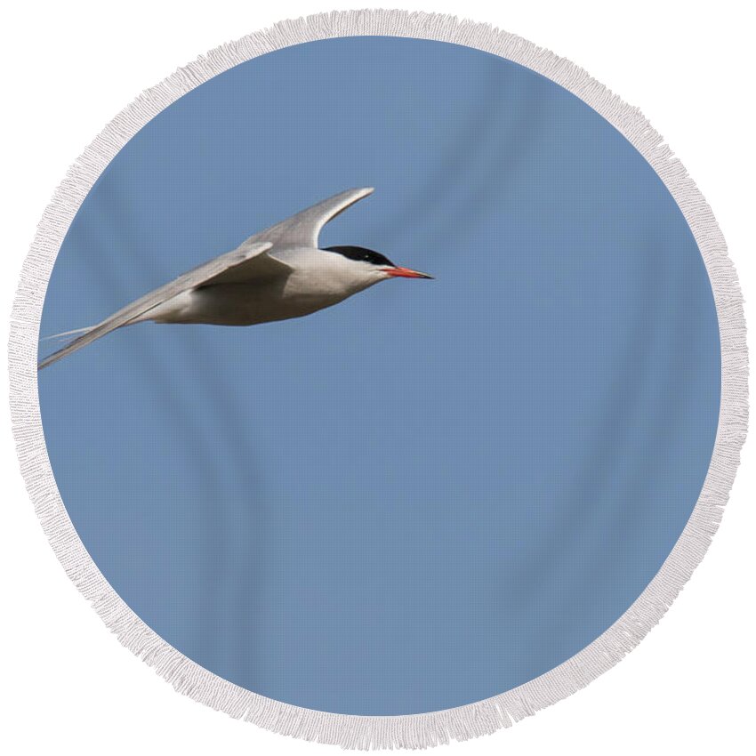 Animalia Round Beach Towel featuring the photograph Common tern in flight by Jivko Nakev