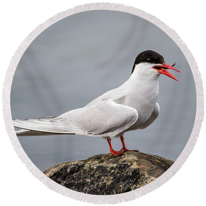 Common Tern Round Beach Towel featuring the photograph Common Tern by Torbjorn Swenelius