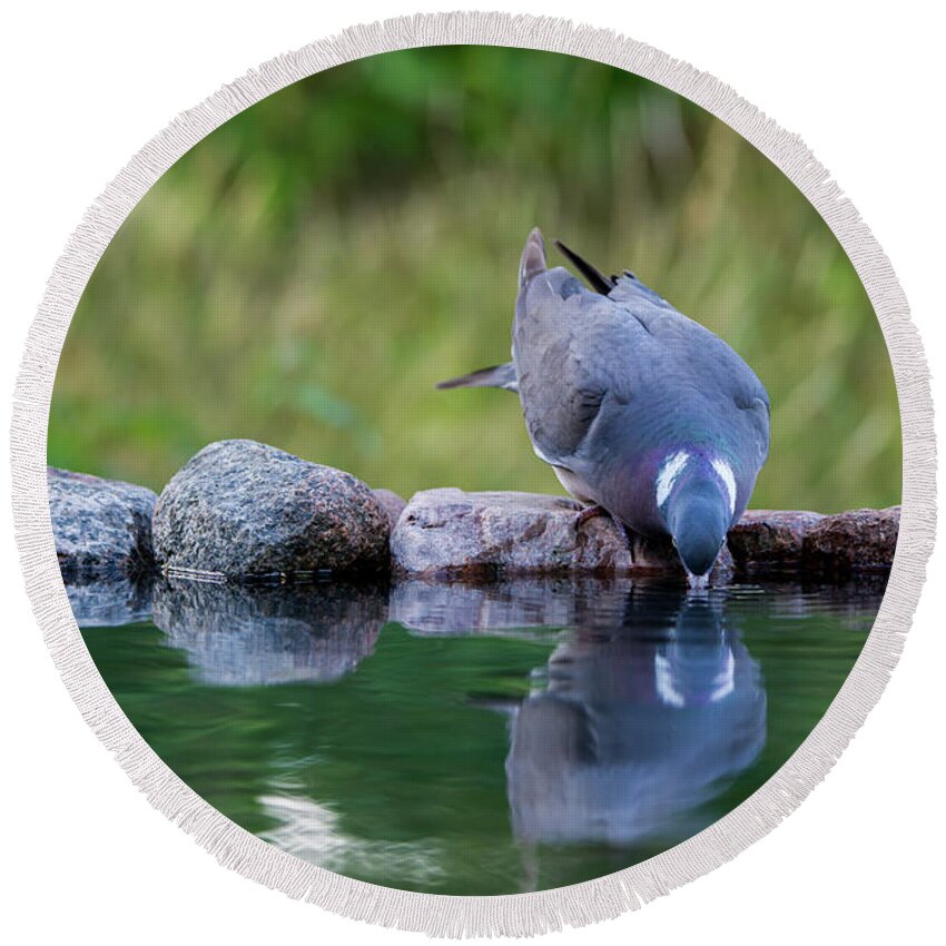 Common Wood Pigeon Round Beach Towel featuring the photograph Common Wood Pigeon drinking at the waterhole from the front by Torbjorn Swenelius