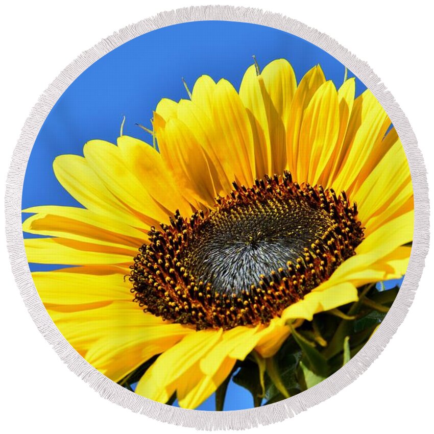 Helianthus Annuus Round Beach Towel featuring the photograph Communicating With The Sun by Angela J Wright